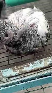 Baby pigeon Pakistani High Flyer Pigeon #pigeon #highflyerpigeon