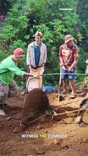 Animal-Powered Primary Tillage: Ingenious Sustainable Field Prep