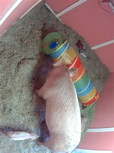 I'm sorry.... what?! I'm sobbing. 🥹😭 Maple adopted these two piglets after losing her litter - and I would say she is doing motherhood WELL! How is she so amazing? ❤️ . . . . . #toddlersoftiktok #peakmotherhood #farmlife #animalrescue #serotoninboost