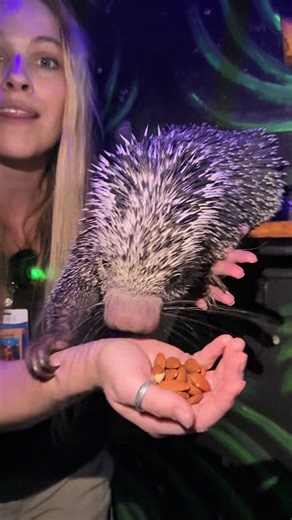Did you know that porcupines have specialized hair ? #porcupine #zoo | porcupine humming