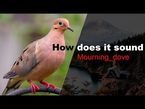 Mourning dove