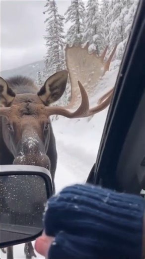 Moose Charged Our Car and Got Way Too Comfortable on Camera
