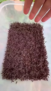 Small to giant animal transformation !!(#hashtagfbreelsvideo | Animal facts