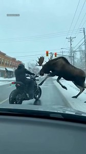 The scene begins on a busy roadway just after sunrise, with cars moving steadily as commuters focus on another ordinary morning. Suddenly, traffic slows when a group of wild animals emerges from the roadside, calmly crossing between lanes as if following their own schedule. Drivers stop their vehicles, watching in silence as the unexpected visitors take over the asphalt. Some motorists reach for their phones while others simply wait, coffee cooling in cup holders as the moment stretches on. The 