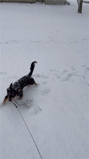 Hank helps dad clean up more sticks! #dog #puppy #dogshorts #puppyvideos #snow #chiweenie #cute