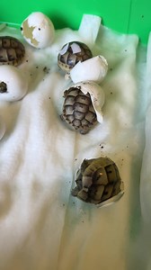 955K views · 93K reactions | LOOK AT WHAT’S HATCHING Garden State Tortoise!! | Garden State Tortoise | Facebook
