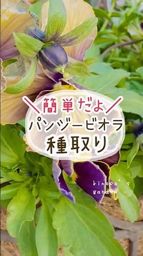 パンジービオラ種取り