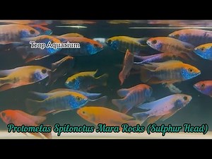 07.02.2025 Specials: Malawi/African Haps [Trop Aquarium] (Singapore)