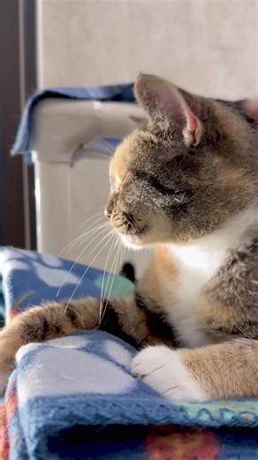 This meeting could have been an email… 📧 ADOPT TODAY!!! 🏡🐾 WATAUGA HUMANE SOCIETY 📍 312 Paws Way ✨✨ 📍 Boone, NC 🕰️ Tuesday to Saturday: 12:30–5:00 PM 🌐 www.wataugahumane.org #wataugahumanesociety #dogsoftiktok #fyp #dog