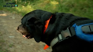 9.8K views · 209 reactions | La relation entre un chien d'aveugle et son maitre | Allo Docteurs - Le Mag de la Santé | Facebook