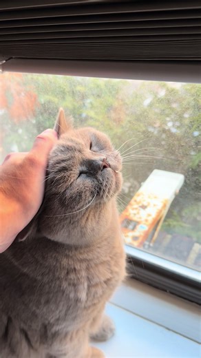 Lear will meow and lead me to the window where he sits and does some bird and people watching 😄 #cat #catsoftiktok #bsh #fypシ #birdwatching
