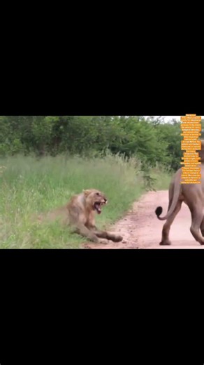 #funny #fun #lionfan #lion