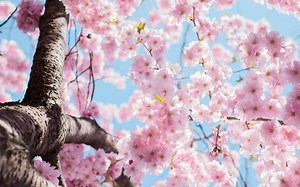 C’est le début du printemps : Mais comment sont définies les dates des saisons ?