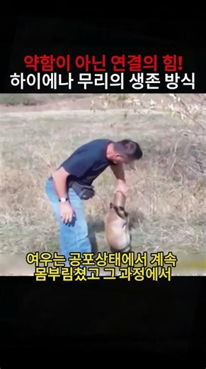 다시 숲으로 돌아간 여우! 자연으로 복귀한 순간 #여우 #동물구조 #야생다큐 #생존스토리 #자연복귀 #감동영상