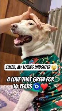 I LOVE YOU SIMBU 🥺#simba #dog #daughter #youtubeshorts
