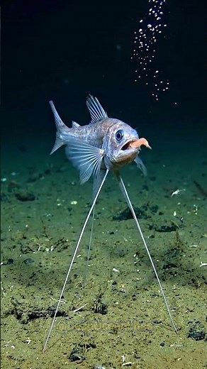 Is this an Alien? The Bizarre Deep Sea Tripod Fish 👽🌊