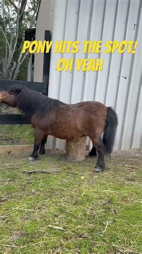 Pony loves scratching her belly! Oh Yeah #animalshorts #horse #cuteanimals