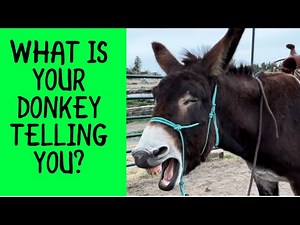 Preparing You Donkey To Ride | Donkey Training Tips