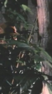 22K views · 47 reactions | Ratratan sa lamayan! #DanteVarona #RoiVinzon #PaquitoDiaz #PinoyMovies #ActionFilms #Trending #Viral #Tagalog #Pinoy | Viva Entertainment | Facebook