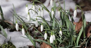Beautiful snowdrop flower bloom and snow in spring, The first spring snowdrops in a forest in snow .