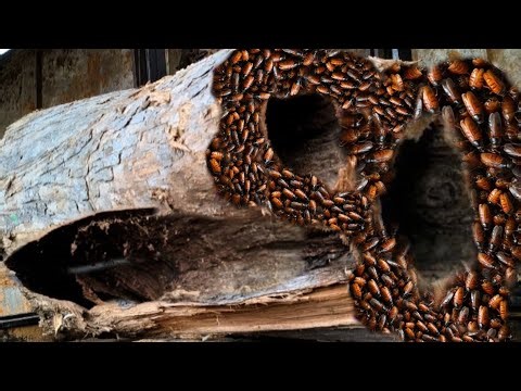 terrifying,unexpected discovery in rotten wood sawing teak wood in sawmill