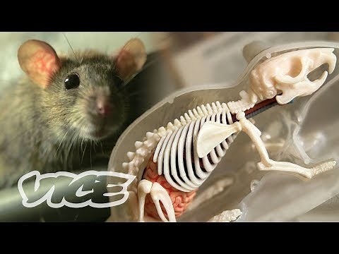 The Invincible ‘Super Rats’ Genetically Resistant to Poison