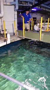 3.5M views · 19K reactions | Lunchtime for the sand tiger sharks! NCAFF aquarists feed animals in Cape Fear Shoals 3 times a week. Here's a behind-the-scenes look at Aquarist Mark feeding the two sand tiger sharks in Cape Fear Shoals. #NCAFFBehindTheScenes #NCAFFStaffRocks | NC Aquarium at Fort Fisher | Facebook