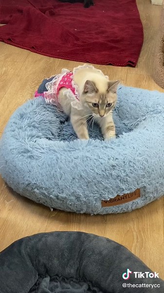 Cat Kneading Dough: Understanding the Meaning