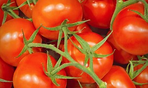 番茄分拣机：番茄的机器分拣过程，让人感觉舒适 - 陶朗