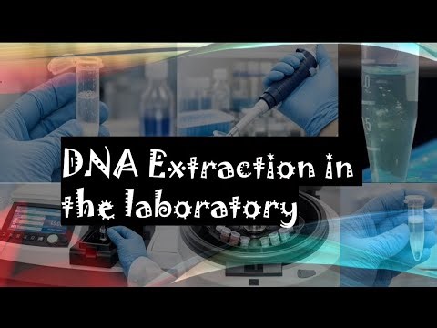 DNA Extraction (Part1)