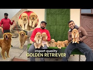 13 Golden Retriever Puppies ek Sath in Haryana😱