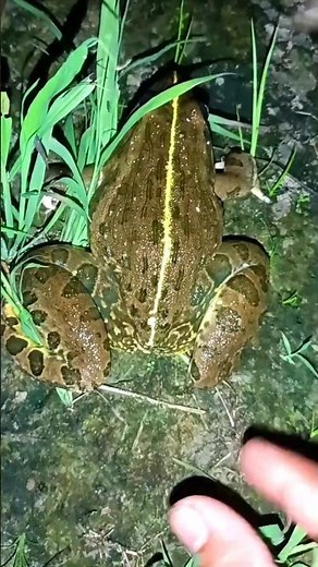 Hilarious MEMES of Funny Frogs!