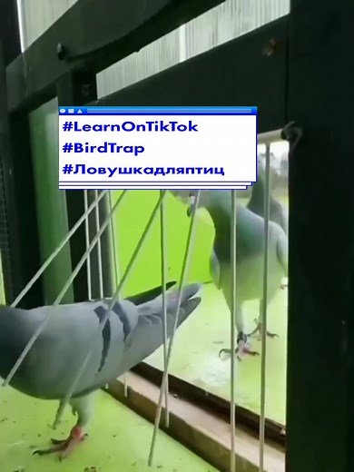 #LearnOnTikTok #BirdTrap #Ловушкадляптиц #УчитесьвTikTok #FabricaciónManual #AprendeEnTikTok #AlbertSugarDaddy