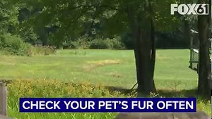 A tick explosion in Connecticut! #expectmore #tickseason #ctticks | FOX61