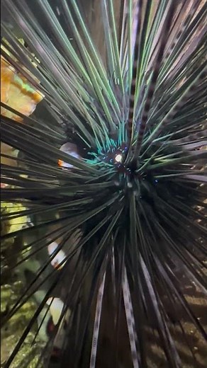 Anatomy Example of Short/long Spines and Tube Feet of Long-Spined Sea Urchin