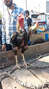 30K views · 870 reactions | Top quality Aseel java| jama Masjid murga market delhi | Sami sabri pets | Facebook