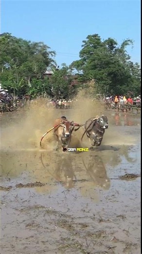Pacu Jawi : Traditional Sport From Tanah Datar