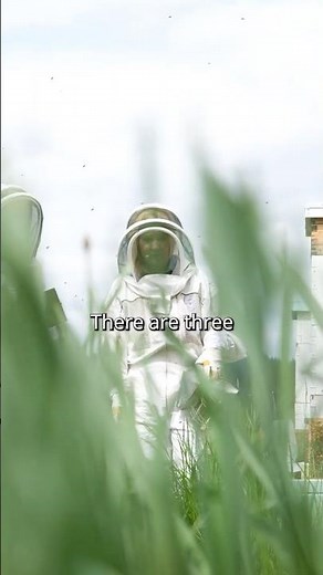 Apiary & Bee Behavioral Biology Lab with Pacific University