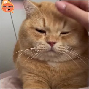 Cute fat cat 😍 | Funny Animals' Life