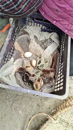 Discover the Natural Charm: Free-Range Chicks in the Mountain Eco-System