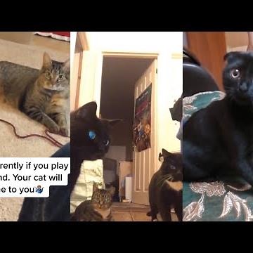 Playing This Sound Will Make Your Cat Come To You! #2 | TikTok TrendEdition