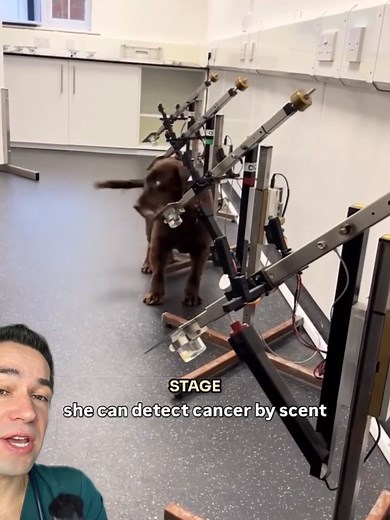 Dog Nose Turning Pink: Causes and When to Worry