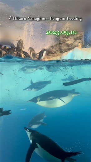 ペンギン勢揃いのお魚タイム #名古屋港水族館 September 10, 2023