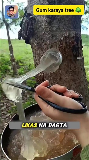 Dagta ng punong kahoy! Ginagawang gum sa Vietnam 😲😯 amazing 👏 #gum #trees #vietnam #amazingfacts #bossrb #Amazing #storytelling | Boss RB