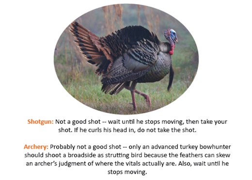 Ethical Shot Placement While Turkey Hunting