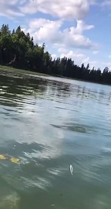 Don't bite off more than you can chew! Muskies are famous for eating BIG meals (stuff around 1/3 of their size), but this MN 'skie took things a little too far... Amazing footage from Cody Wolters 🔥 | Musky Insider