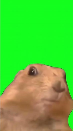 the gopher turns around 🦫🦫 #greenscreenvideo #greenscreen