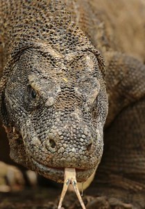 Killer Instincts S01:E01 - Death by Venom