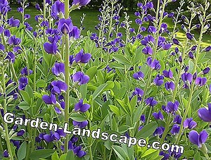 Plants: Gorgeous bell: Cultivation and care of the magical flowering shrub | 2025