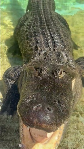 Alligator Swims Over to Keeper for Pets